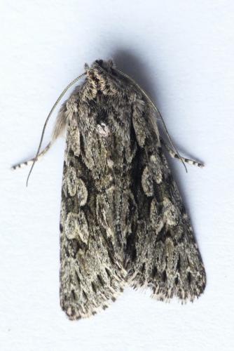 Xylocampa areola